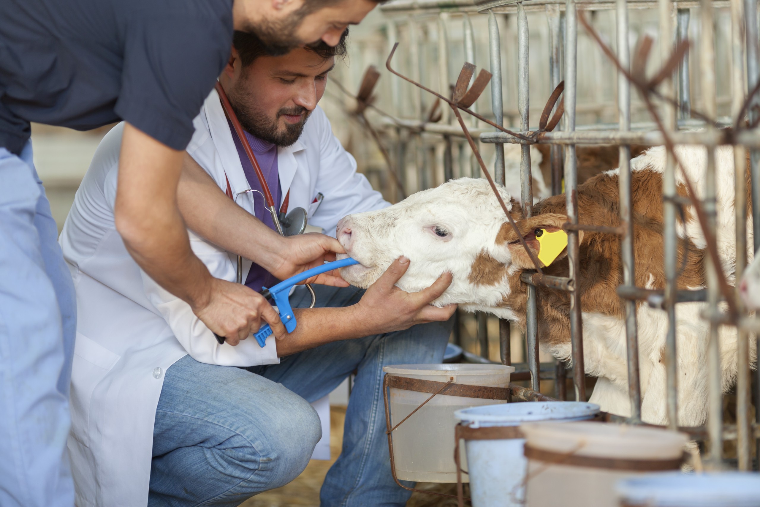 Pruebas de eficacia para el registro de parasiticidas internos para rumiantes y cerdos/Efficacy tests for registration of internal parasiticides for ruminants and pigs.pptx