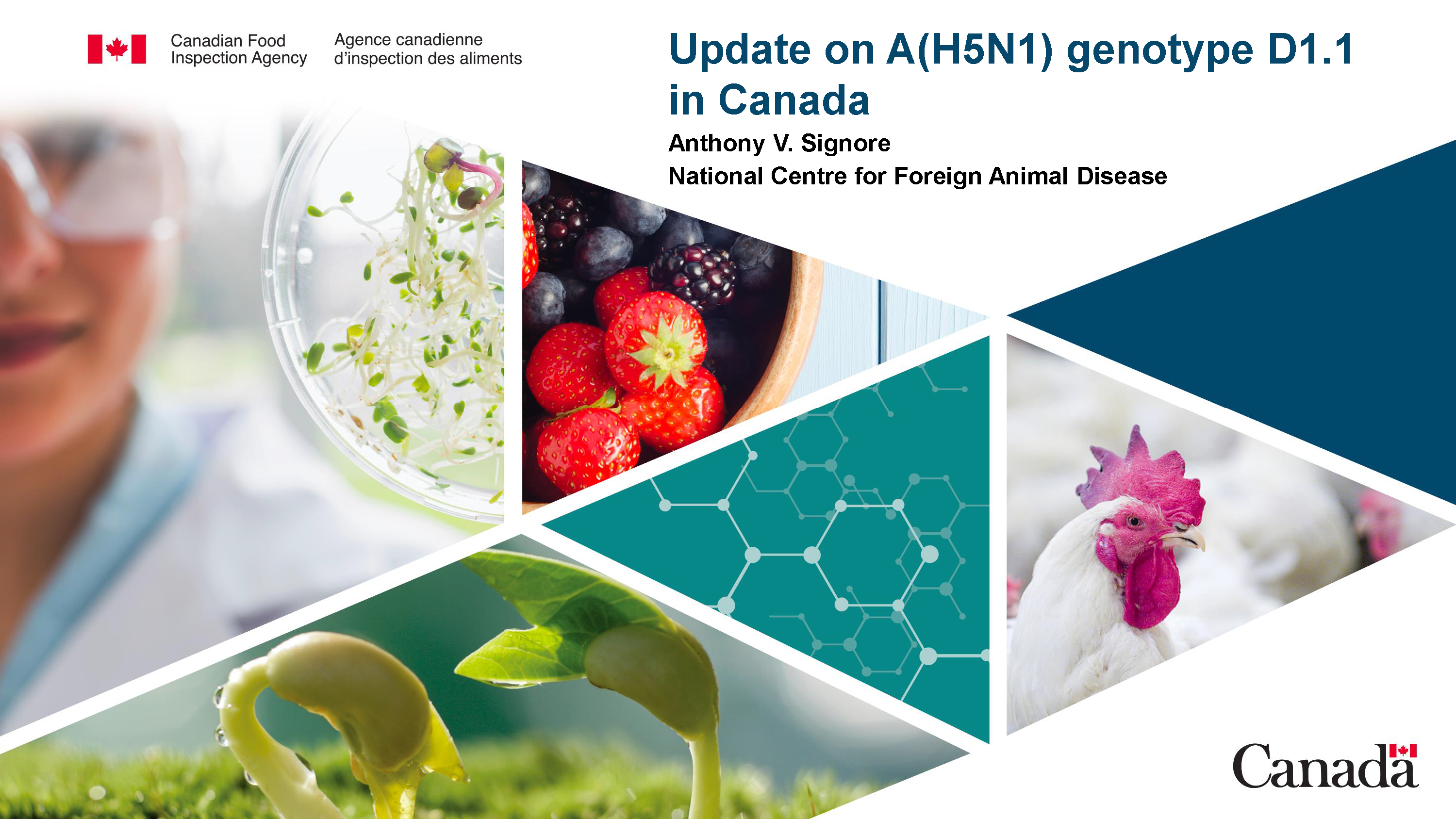 Update on A(H5N1) genotype D1.1 in Canada